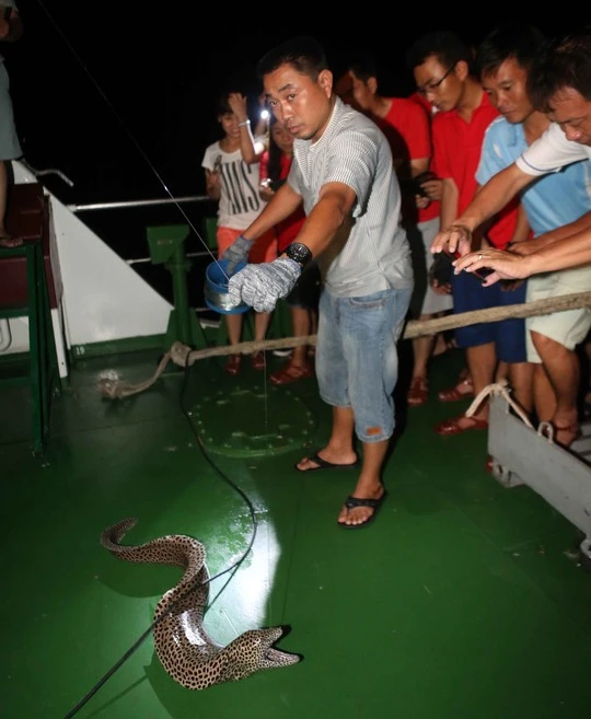 Chú chình bông hơn 12 kg