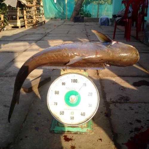 Ngư dân liên tiếp bắt được cá ‘khủng’ ở sông Đồng Nai ảnh 2