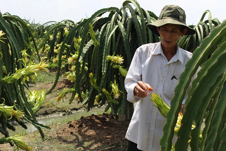 Xử lý nhóm người Trung Quốc mua hoa thanh long trái phép ảnh 1