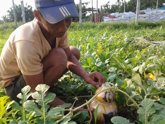 Độc đáo dưa hấu hồ lô ở cù lao Tân Triều ảnh 1