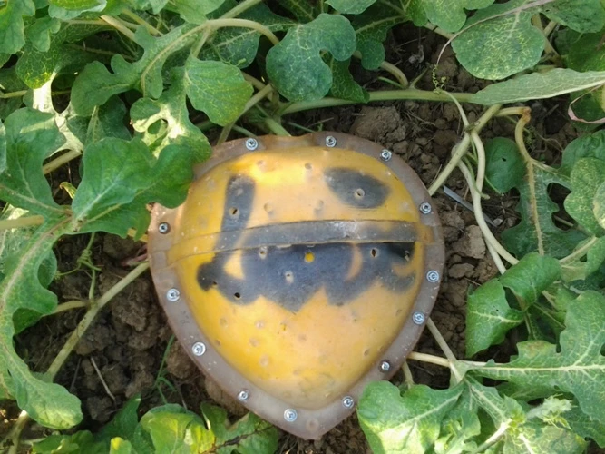 Độc đáo dưa hấu hồ lô ở cù lao Tân Triều ảnh 6