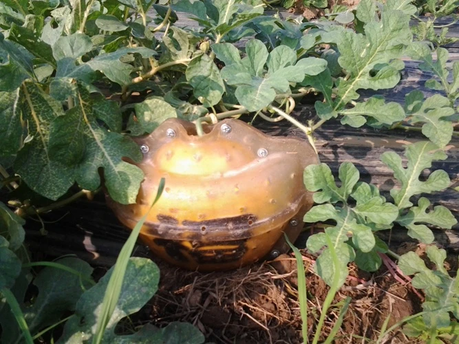 Độc đáo dưa hấu hồ lô ở cù lao Tân Triều ảnh 7