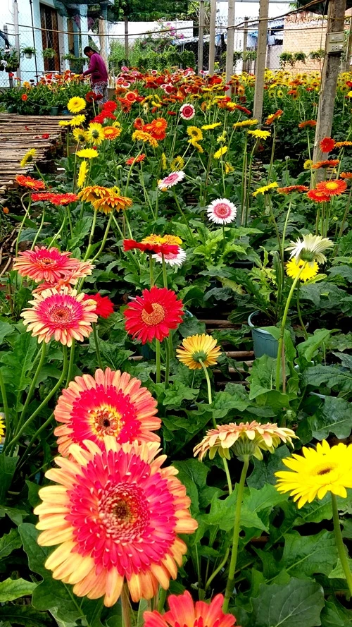 Nhà vườn cung ứng 1,9 triệu chậu hoa kiểng phục vụ tết ảnh 5