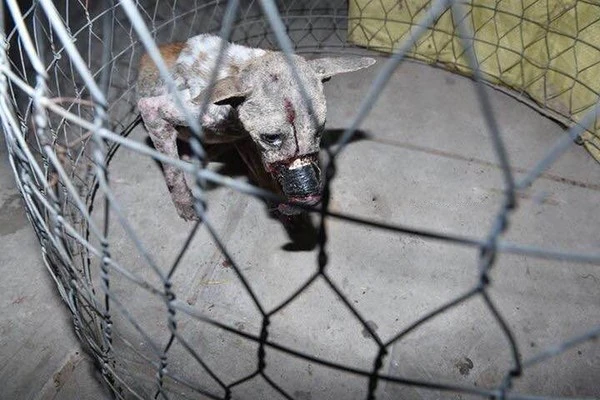 Sau 1 năm, chú chó bị hoại tử mõm tại Bến Tre đã hồi phục thế này đây! - Ảnh 4.