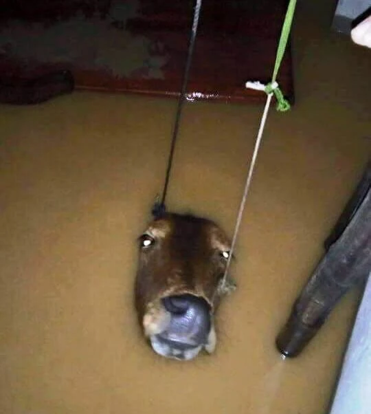 14741652_638690932974749_1900114137_n