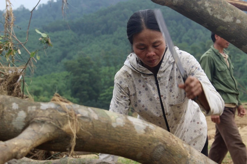 Người trồng bưởi bật khóc trên mảnh vườn tan tác sau lũ ảnh 4