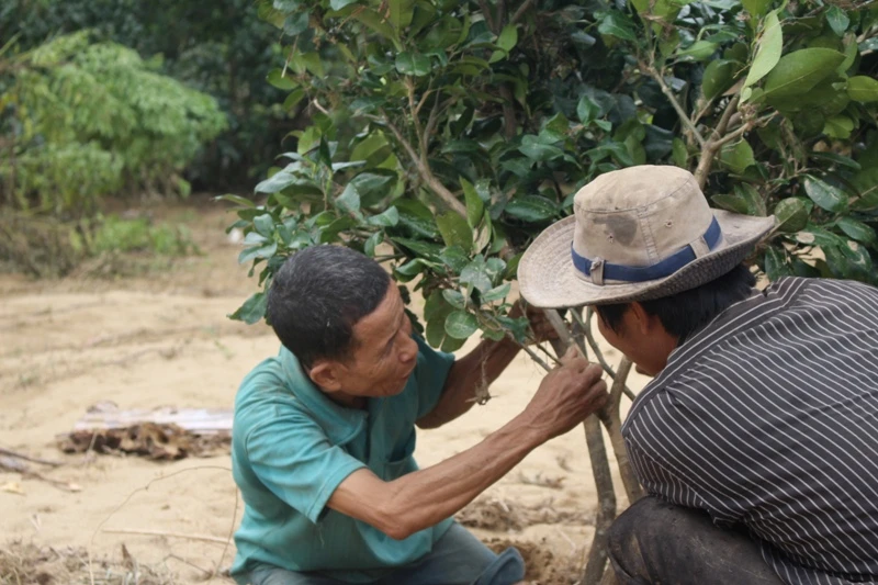Người trồng bưởi bật khóc trên mảnh vườn tan tác sau lũ ảnh 7