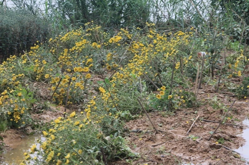 Lũ chồng lũ, lấy gì ăn tết? ảnh 4