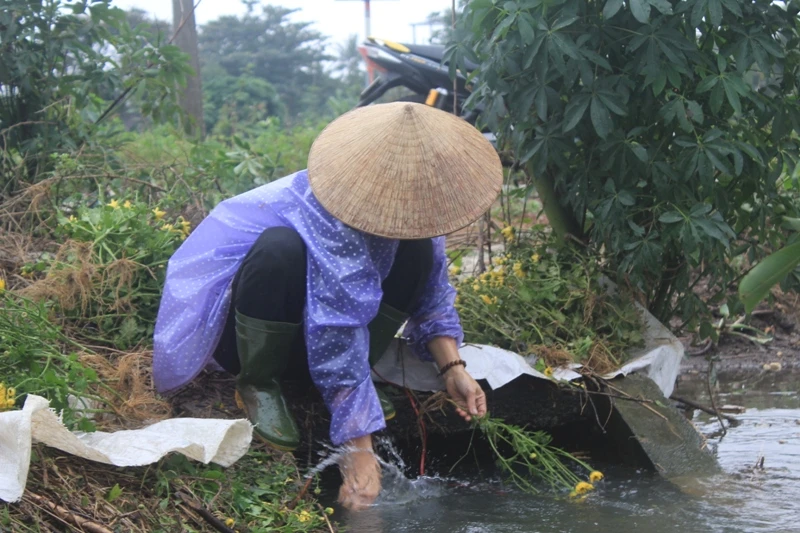 Lũ chồng lũ, lấy gì ăn tết? ảnh 3