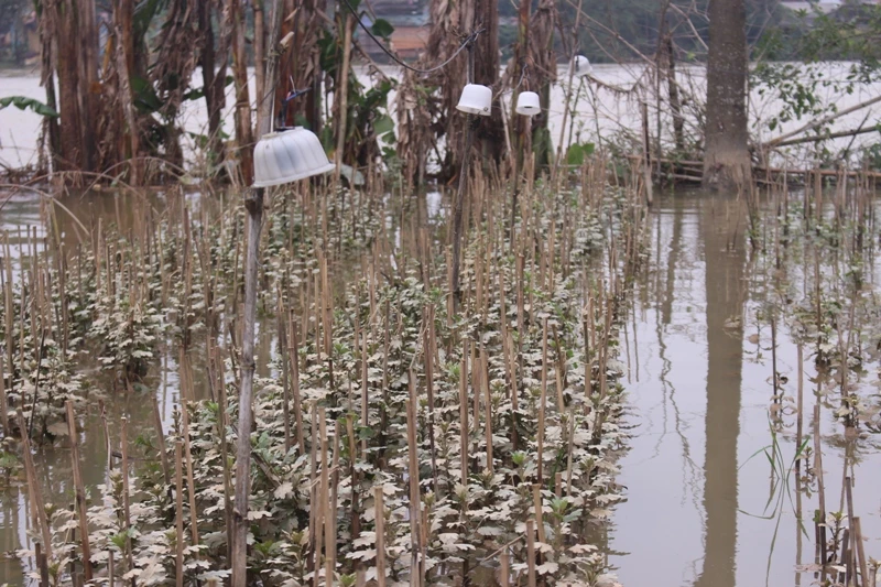 Lũ chồng lũ, lấy gì ăn tết? ảnh 1