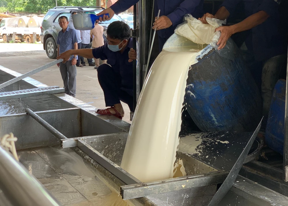 Mủ cao su sau khi thu hoạch được đưa về nhà máy. Ảnh: M.PHƯƠNG