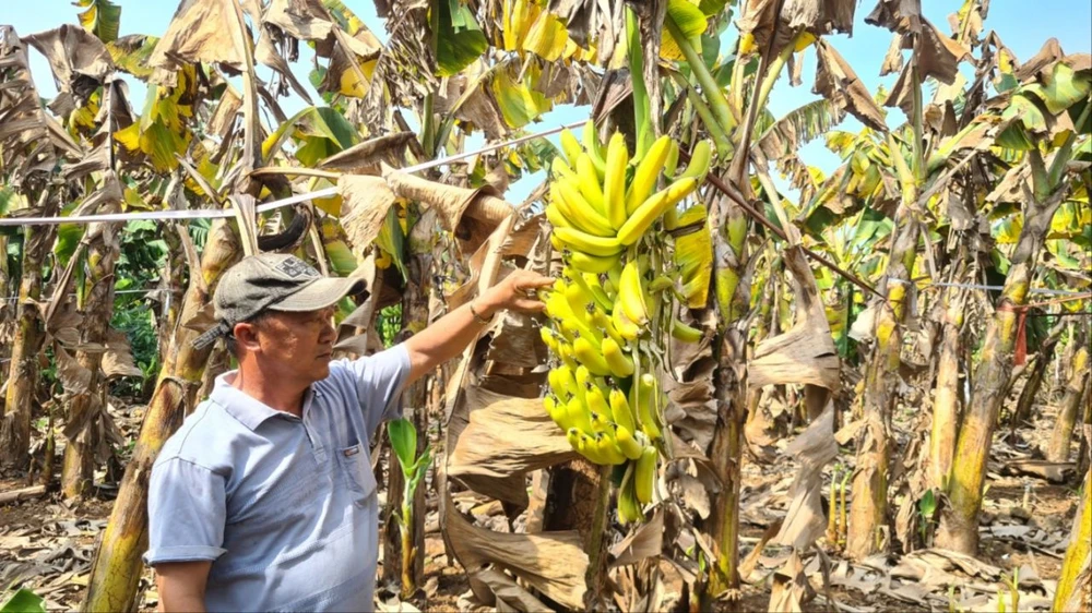 Chuối xuất khẩu nghi bị bón phân giả