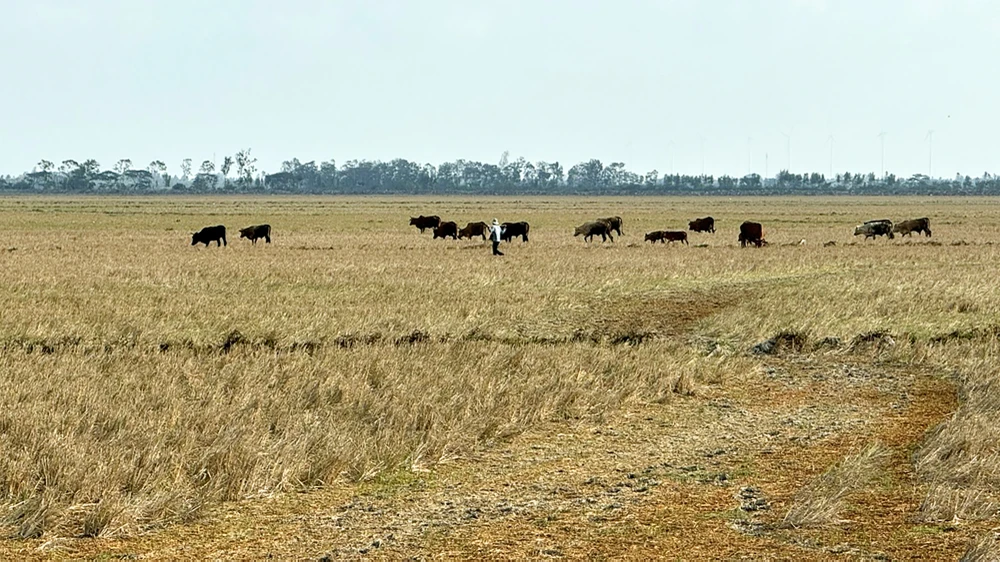 đồng bằng sông cửu long