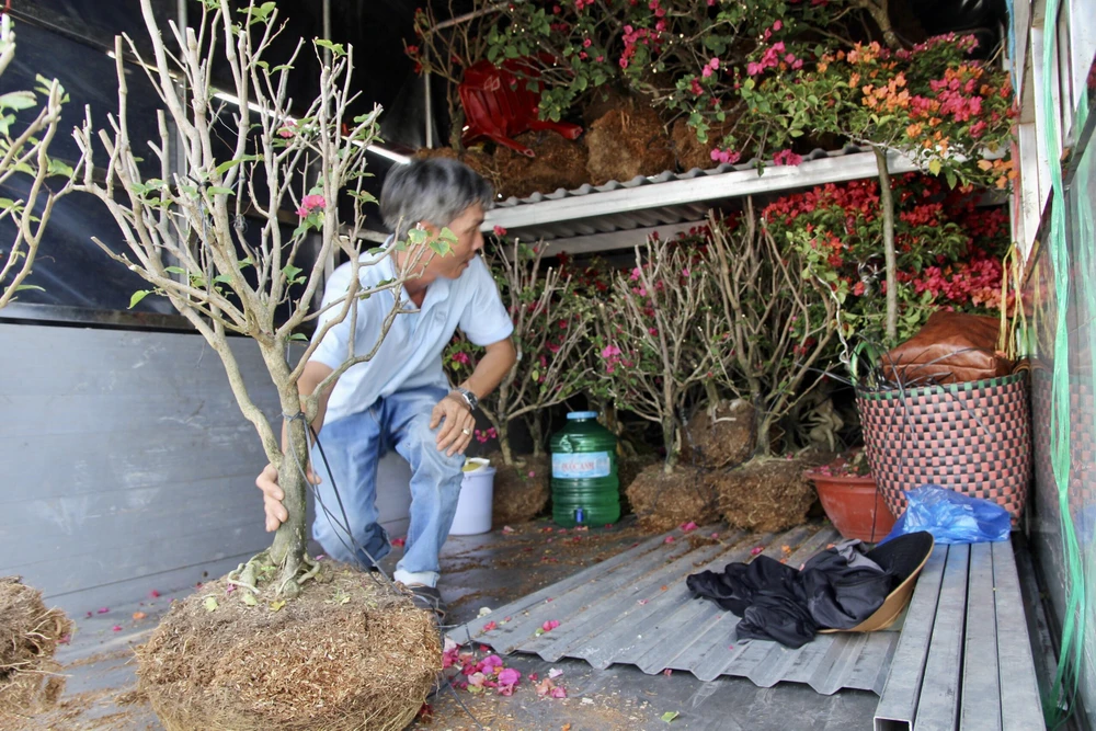 Tiểu thương sắp xếp chở cây về.