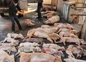 Cần bố trí điểm chôn heo bị bệnh dịch tả heo châu Phi