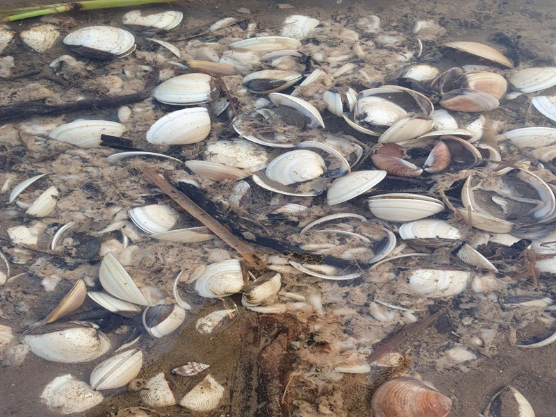 Nghêu chết hàng loạt ở Bến Tre ảnh 2