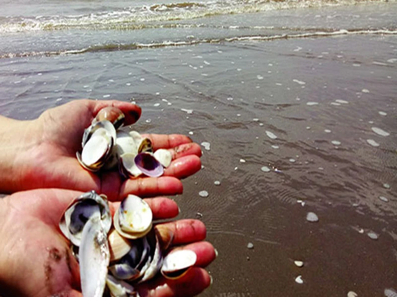 Nghêu chết hàng loạt ở Bến Tre ảnh 1