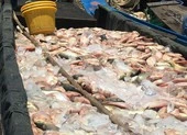 Đã tìm ra nguyên nhân gần 1.000 tấn cá bè sông La Ngà chết