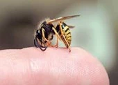 'Thầy lang' chữa bệnh bằng cách cho ong mật đốt làm chết người