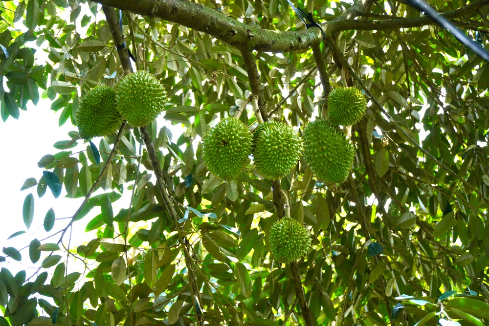 Diện tích trồng sầu riêng tại Tiền Giang tăng nhanh, vượt xa quy hoạch