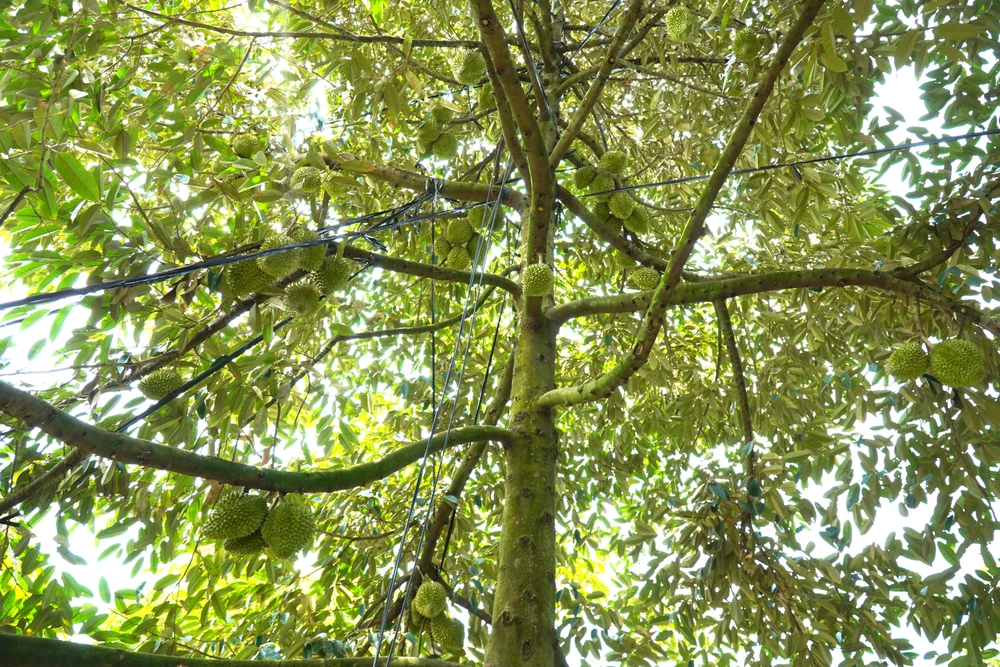 trong-sau-rieng (2).JPG