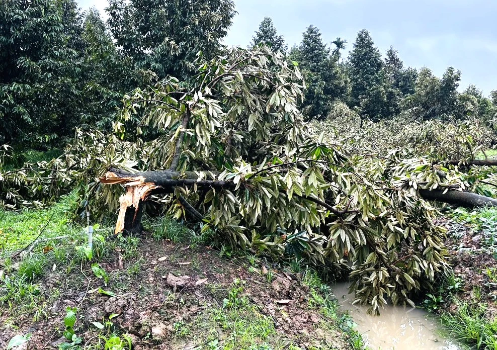 Mua-dong-loc-xoay-nha-toc-mai (2).jpg