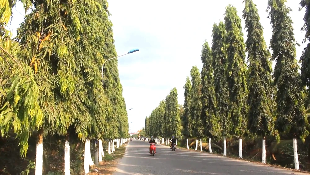 Bến Tre: Xử phạt 2 đơn vị gian lận đấu thầu gói thầu chăm sóc cây xanh