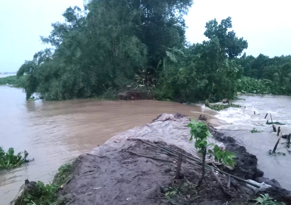 Vỡ đê bao ở Bến Tre, gây ngập 15ha cây ăn trái