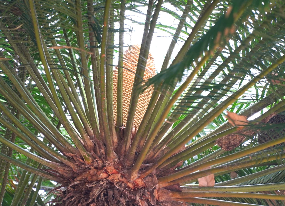 cây thiên tuế (10).JPG