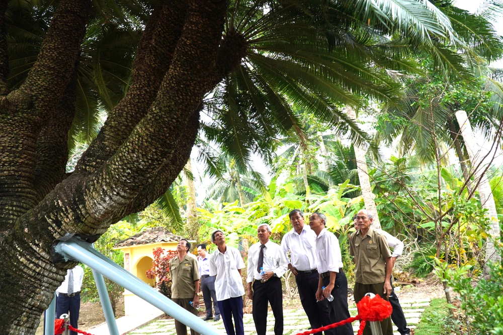 cây thiên tuế (11).JPG