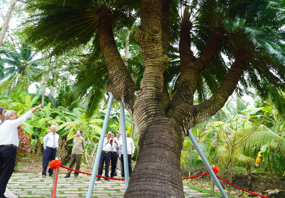 Cây thiên tuế hơn 200 năm tuổi có 10 ngọn ở Bến Tre được công nhận là cây di sản Việt Nam