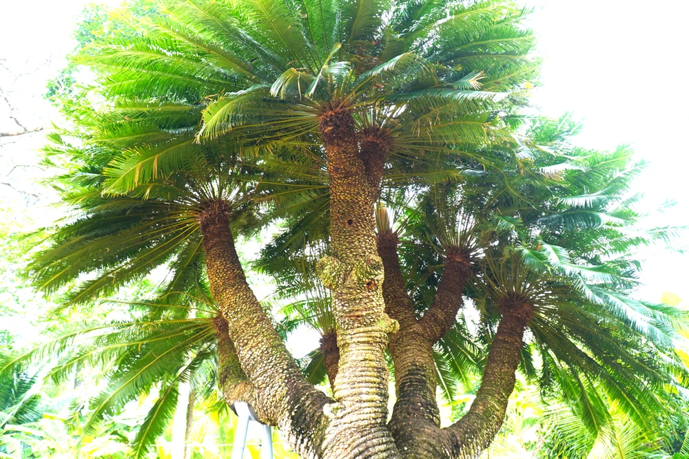 cây thiên tuế (8).JPG