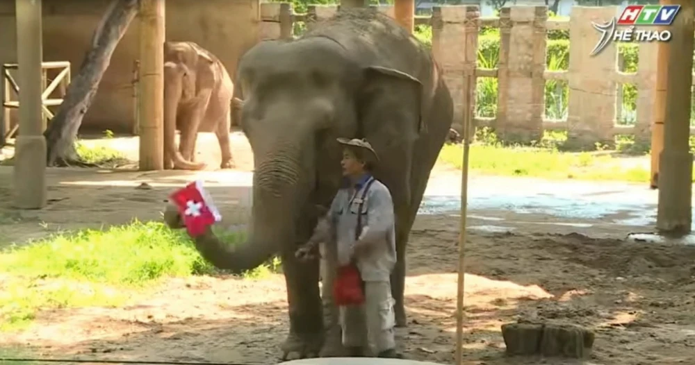 voi-tom-du-doan-euro-2024-khong-thua-gi-bach-tuoc-paul (2).jpg