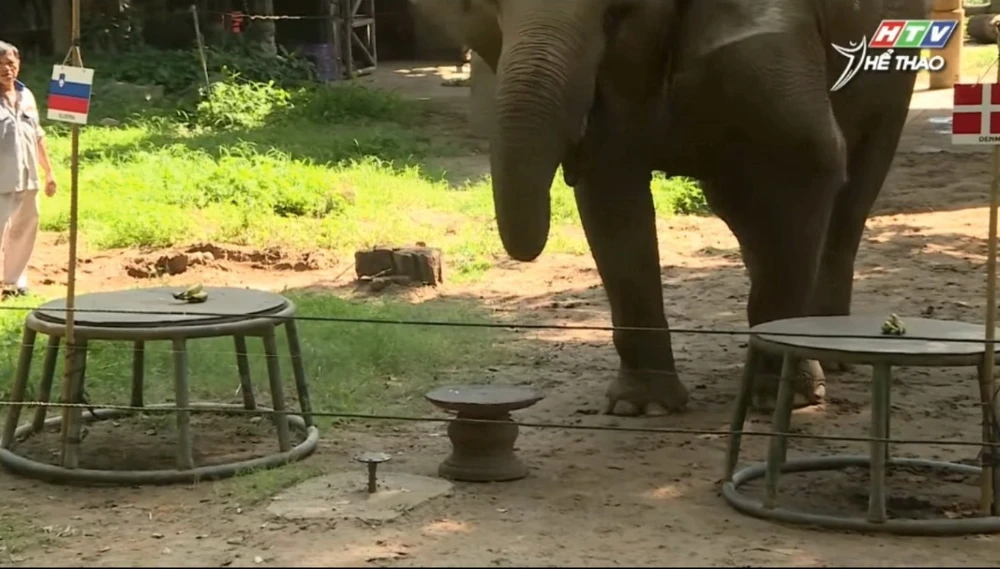 Voi Tom dự đoán Euro 2024 không thua gì bạch tuộc Paul