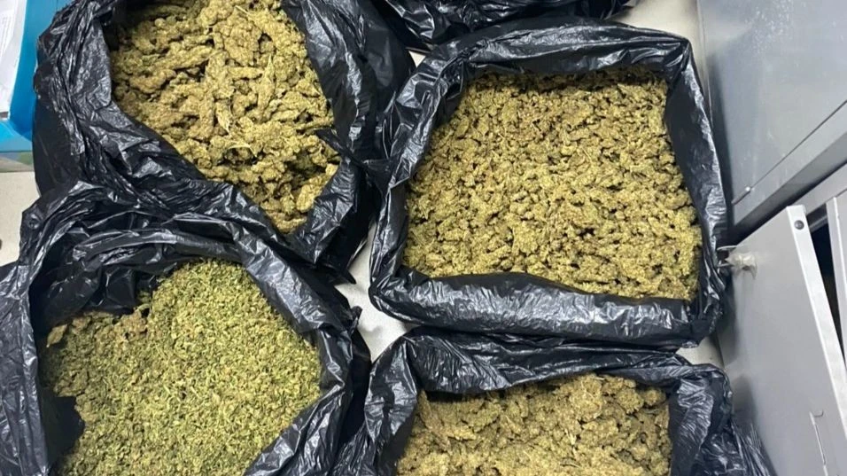 mang cần sa vào đồn công an trình báo.