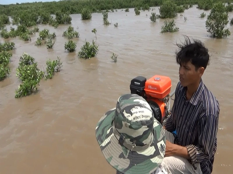 Bị phạt 15 triệu đồng vì nhổ 300 cây mắm non ở vườn quốc gia ảnh 1