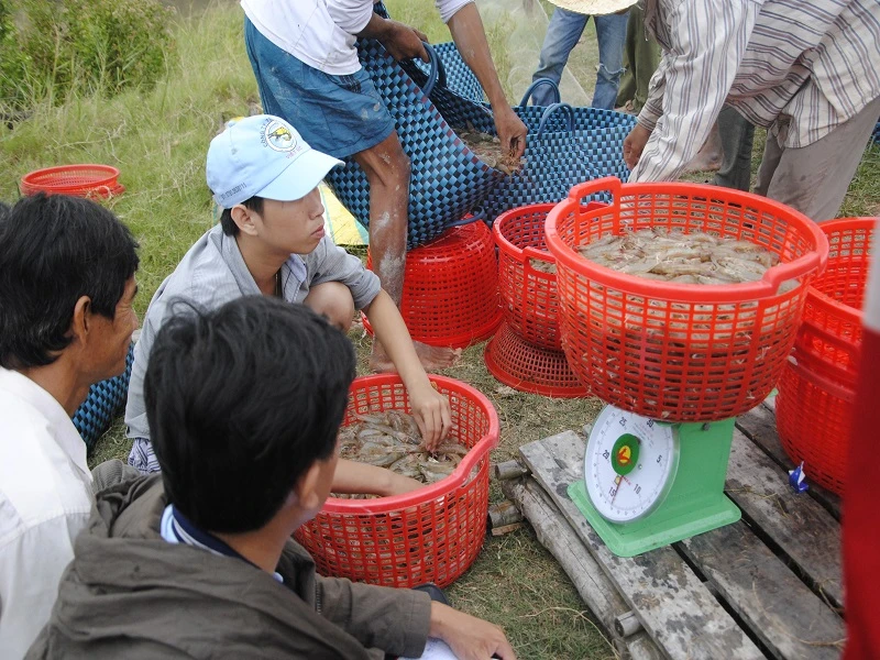 Mua bán tôm ở Việt Nam là tự do, nhưng không dễ lợi dụng (minh họa).