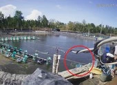 Lật tẩy trò trộm tôm có tổ chức ở Cà Mau