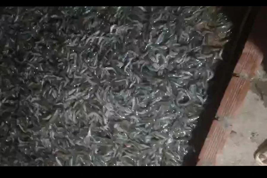 Một phần số tôm thẻ bị đầu độc chết của ông Cường ở Cà Mau. Ảnh: Ông Cường cung cấp.