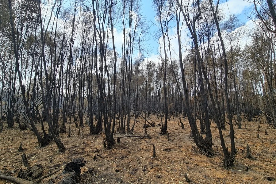 Vụ cháy rừng Cà Mau đã được dập tắt gần như hoàn toàn vào chiều 11-4-2024. Ảnh CTV