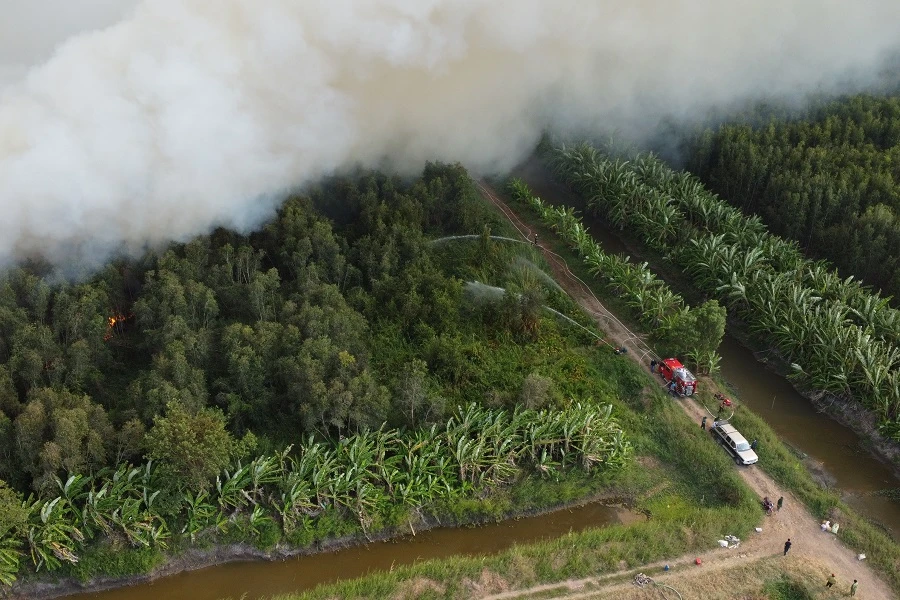 Vụ cháy rừng Cà Mau lúc đang lan rộng chiều tối 10-4-2024. Ảnh: CTV