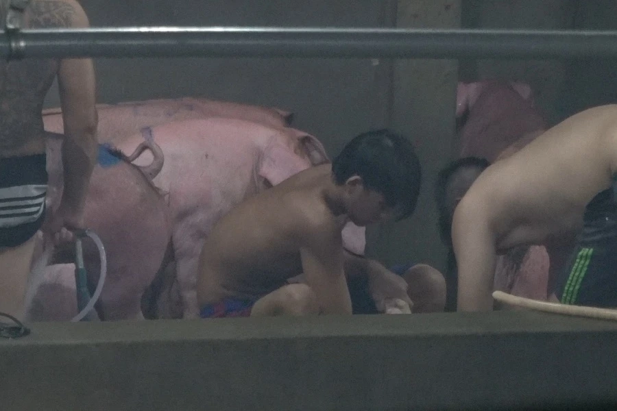 Tiếng kêu chết chóc của heo 2.jpg