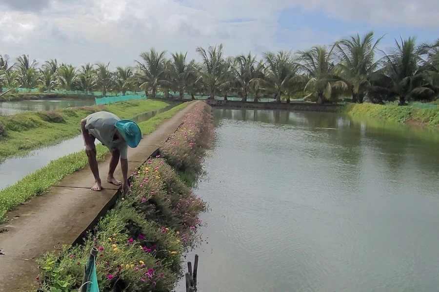 Làng cá Tân Thành 2.jpg