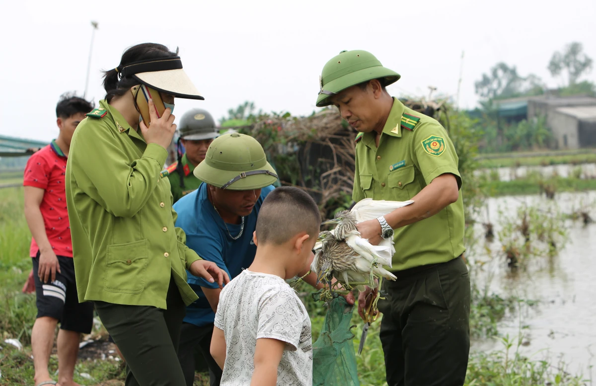 Lực lượng kiểm lâm đưa cò vào túi lưới kiểm đếm trước khi thả về môi trường tự nhiên. Ảnh: ĐẶNG TRUNG