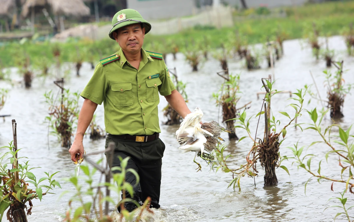 Cán bộ kiểm lâm lội ruộng đưa những con cò vừa sa bẫy lên bờ trước khi thả về tự nhiên. Ảnh: ĐẶNG TRUNG