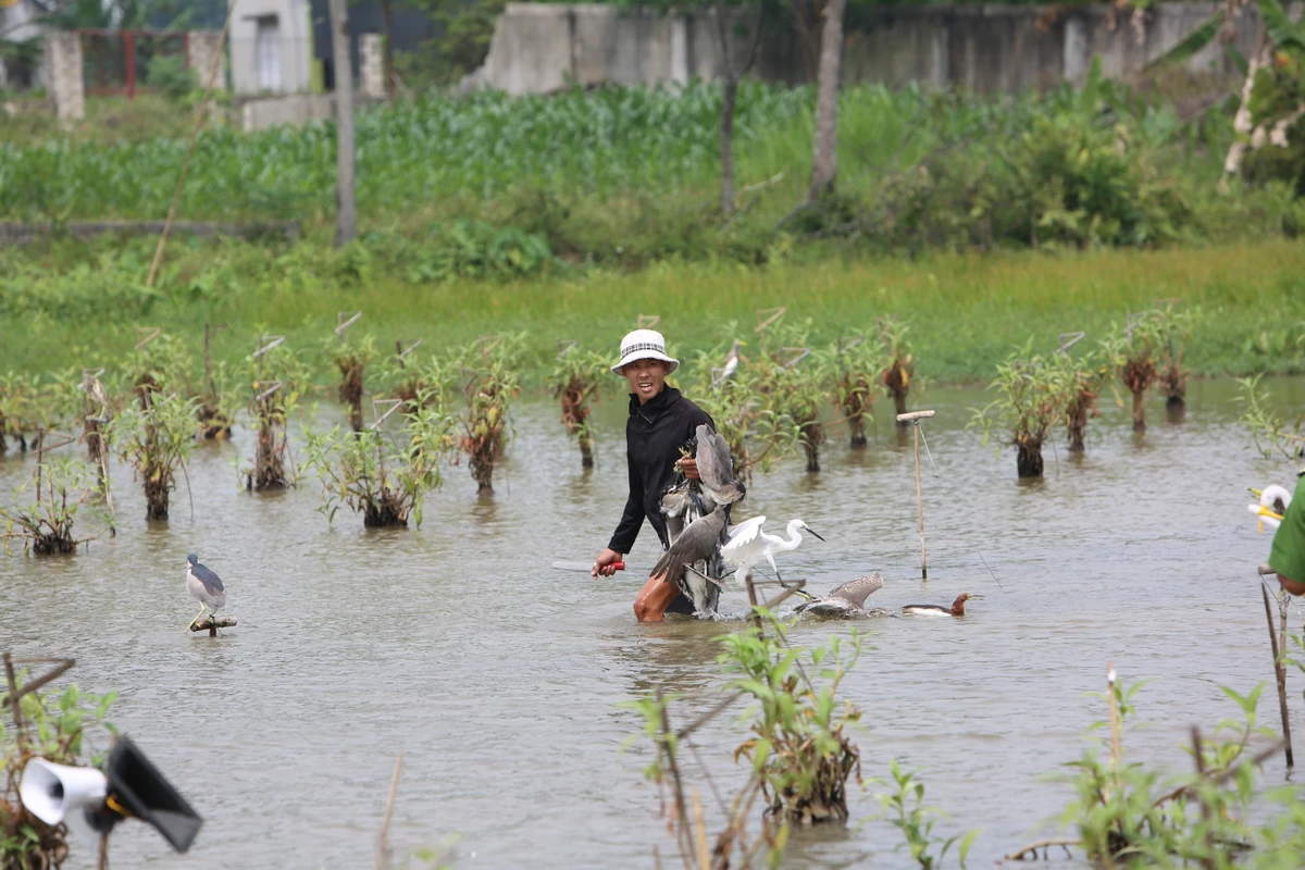 Ghi nhận của PLO, tình trạng bẫy chim trời, trong đó chủ yếu là cò, vạc đã xảy ra trên địa bàn phường Quảng Hùng từ khoảng giữa tháng 9 vừa qua. Tuy nhiên, đến nay vẫn tái diễn dù lực lượng chức năng đã yêu cầu người dân không đặt bẫy cò, vạc hoang dã khi về địa phương này trú ngụ. Ảnh: ĐẶNG TRUNG