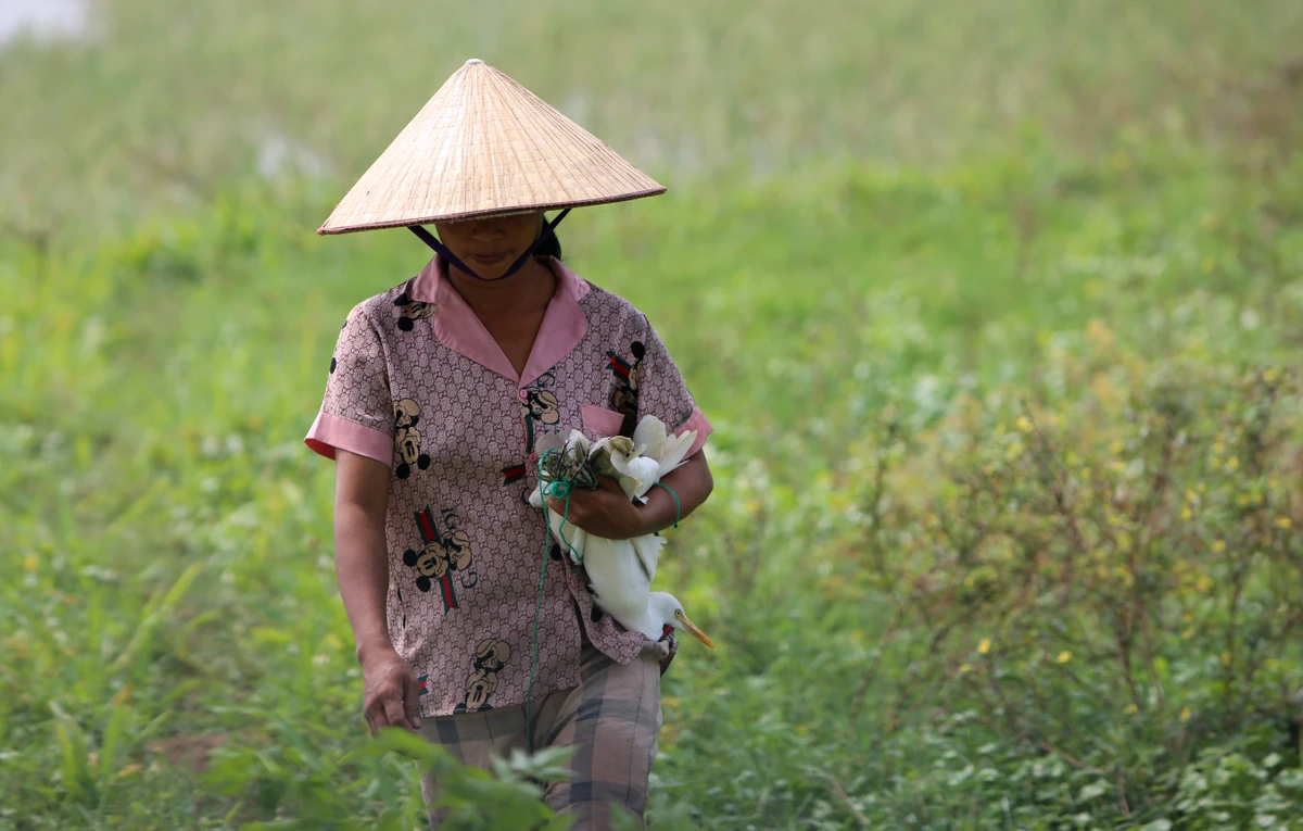 Hình ảnh người phụ nữ ôm trên tay hai con cò vừa dính bẫy. Ảnh: ĐẶNG TRUNG