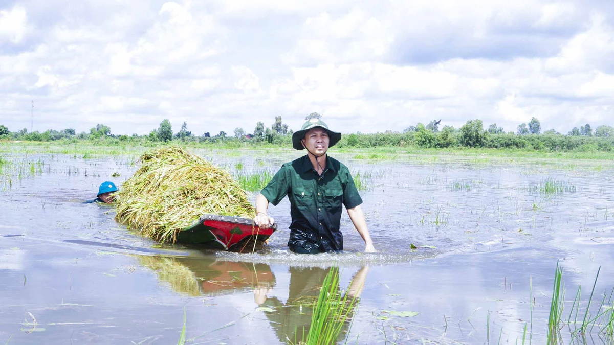 Chủ tịch UBND huyện Thạnh Hóa (Long An) Phạm Tùng Chinh dầm mình cùng dân quân kéo lúa vào bờ.