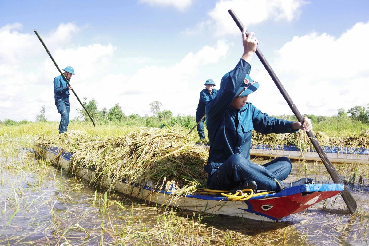 Những xuồng lúa được bộ đội tập kết và vận chuyển nhanh nhằm hạn chế bị ngập sâu trong nước.