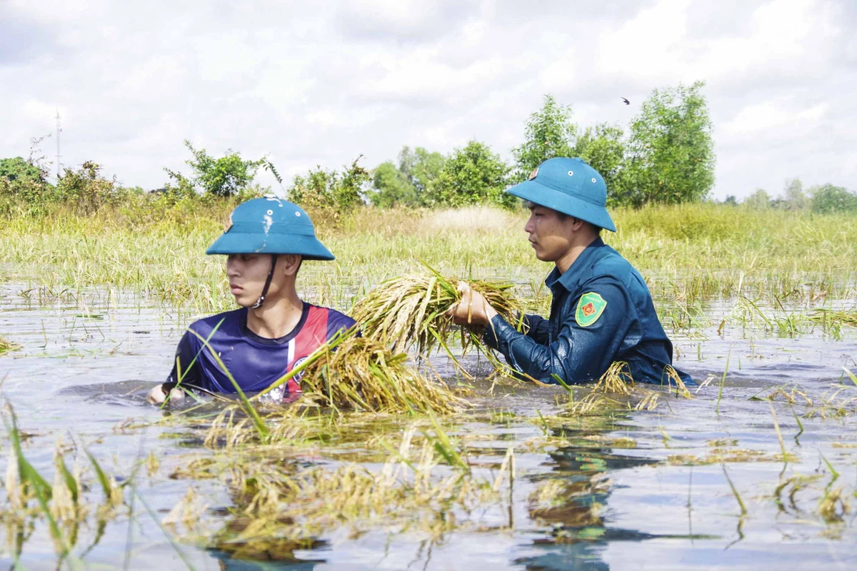 Các chiến sĩ dầm mình dưới nước để cắt lúa.